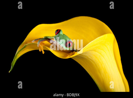 Ein Zoll rote Augen Laubfrosch in eine Arum Lilie Stockfoto