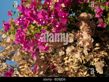 Blüte und verblasste Bougainville Bouganvilia 14. August 2009 in Conil De La Frontera Andalusien Spanien abgebildet. Stockfoto