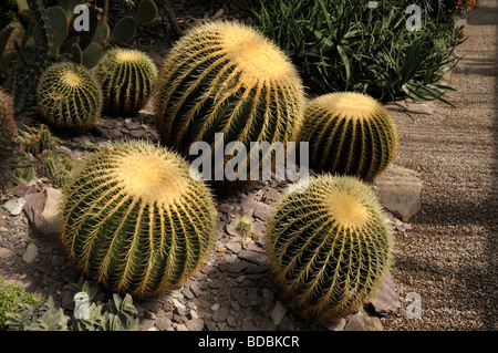 Golden Barrel Cactus (Echinocactus Grusonii), Gruppe in einem botanischen Garten Stockfoto