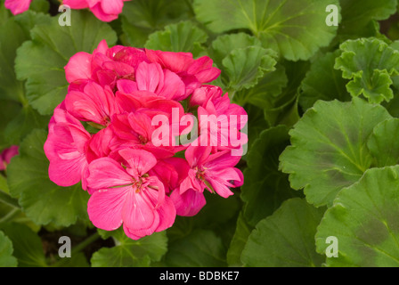 Pelargonium Zonale, Geranio, Geraniaceae Stockfoto