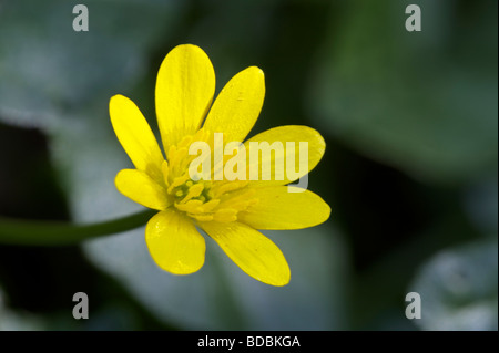 Kleinen Schöllkraut Ranunculus ficaria Stockfoto