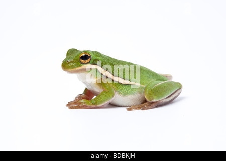 American Green Treefrog auf weißem Hintergrund Stockfoto