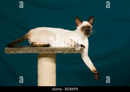 Siamesische Katze (Felis Catus) Stockfoto