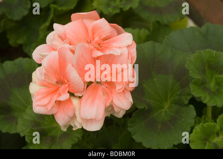 Pelargonium Zonale, Geranio, Geraniaceae Stockfoto