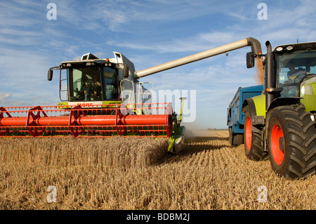 CLAAS Mähdrescher beim Ernten von Weizen in West Norfolk Fens Stockfoto