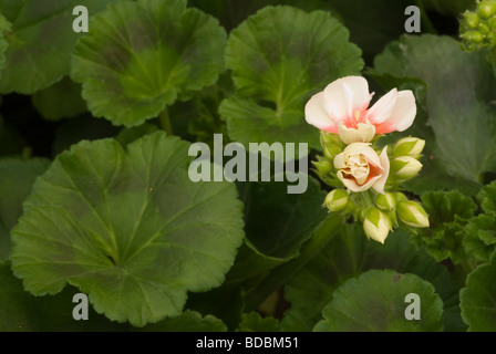 Pelargonium Zonale, Geranio, Geraniaceae Stockfoto