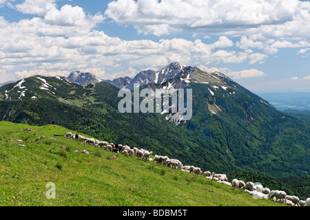 Schafbeweidung auf dem Gipfel des Golica mit Blick auf die Karawanken Bergrücken, Stol, Gorenjska, Slowenien. Stockfoto