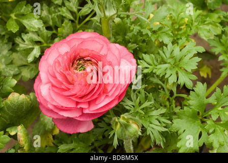 Ranunculus sp, rosa Ranuncolo, Ranuncolaceae Stockfoto