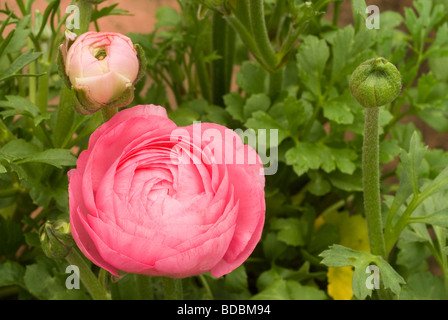 Ranunculus sp, rosa Ranuncolo, Ranuncolaceae Stockfoto