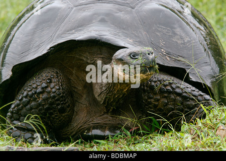 Eine Galapagos-Riesenschildkröte Pausen um zu schauen während des Gehens im Hochland von Santa Cruz. Stockfoto