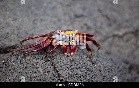 Eine Sally Lightfoot Krabbe Spaziergänge entlang der vulkanischen Küstenlinie von Fernandina Insel am Punta Espinosa. Stockfoto