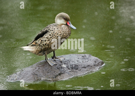 Eine weiße-cheeked Pintail sitzt auf einem Felsen beim warten auf des Regen, im Hochland von Santa Cruz Insel der Galapagos Inseln zu beenden. Stockfoto