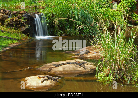 Juvenile Nil-Krokodile sonnen sich auf Felsen in der Sonne am Kwena Crocodile Park, Nordwest-Provinz, Südafrika Stockfoto