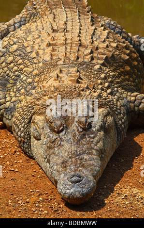 Nil-Krokodil (Crocodylus Niloticus) in der Sonne am Ufer eines Teiches. Kwena Crocodile Farm, Südafrika Stockfoto