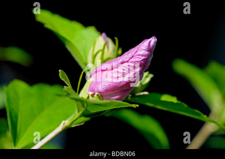 Knospe der Hibiscus Syriacus Stockfoto