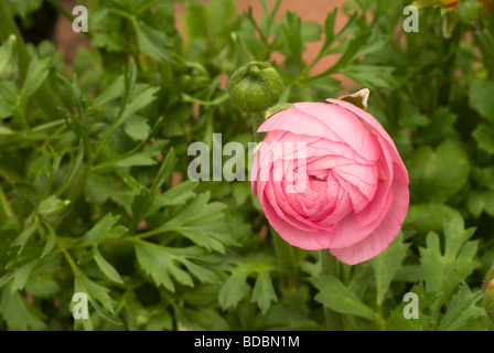 Ranunculus sp, rosa Ranuncolo, Ranuncolaceae Stockfoto