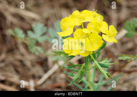 Zypressen-Wolfsmilch, Euphorbia Cyparissias. Stockfoto