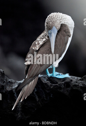 Ein blau-footed Booby Krane seinen Hals, während auf dem vulkanischen Gestein auf der Küste von Bartolome Insel der Galapagos Inseln. Stockfoto