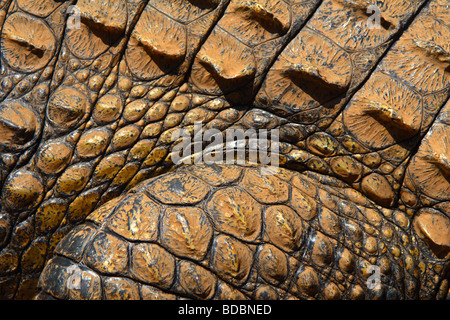 Makroaufnahme von Haut oder Fell eine Nil-Krokodil (Crocodylus Niloticus) an der Kwena Crocodile Farm, South Africa Stockfoto