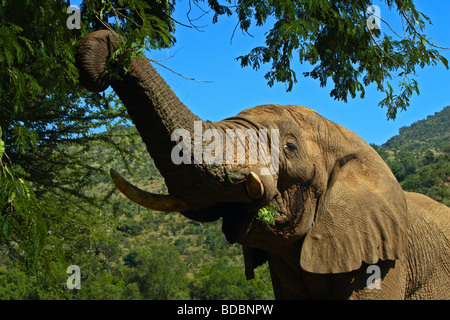 Junger Stier Elefanten in Musth, Essen Blätter einer Akazie in Kwa Maritane im Pilanesberg Game Reserve, Südafrika Stockfoto