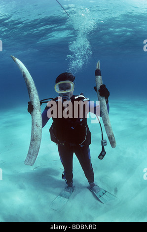 Elefanten-Stoßzähne erholte sich von dem Schiffbruch Las Maravillas versenkt in 1658 Bahamas Stockfoto