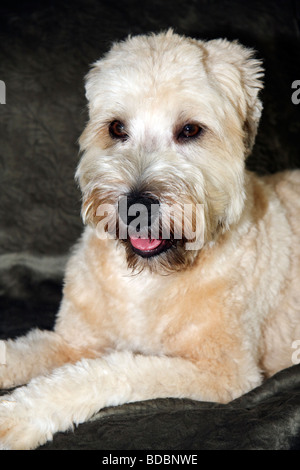 Soft Coated Wheaten Terrier Stockfoto