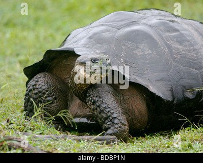 Eine Galapagos-Riesenschildkröte wird angehalten, um zurück zu blicken, während des Gehens im Hochland von Santa Cruz. Stockfoto