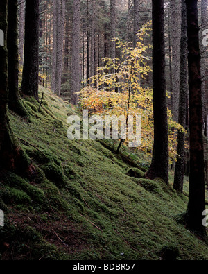 Junge Buche Baum wächst unter hohen Tanne Bäume, Loch Oich, Lochaber, Schottland Stockfoto