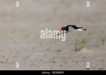 Amerikanischer Austernfischer Haematopus Palliatus Palliatus im Flug und Berufung über Sanddünen Stockfoto