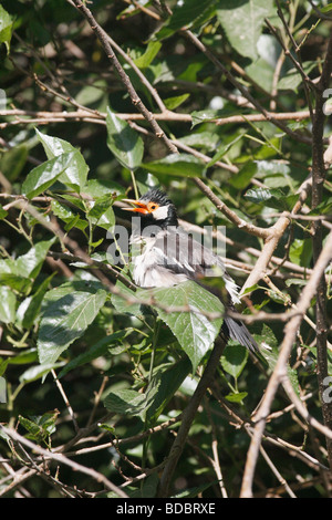 Asiatische Pied Myna oder Starling Sturnus Contra in Ranthambhore Tiger Reserve Stockfoto