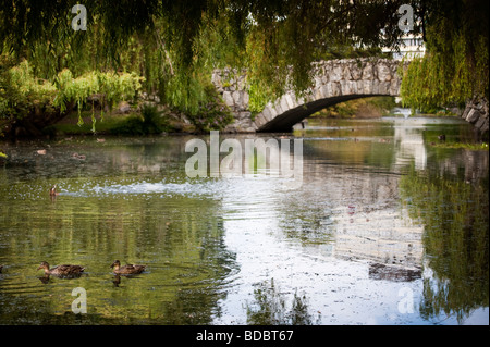 Ein schöner Tag in Beacon Hill Park, Victoria, Britisch-Kolumbien. Eine Bogenbrücke aus Stein und Teich bietet ein idyllischer Ort für das Mittagessen Stockfoto