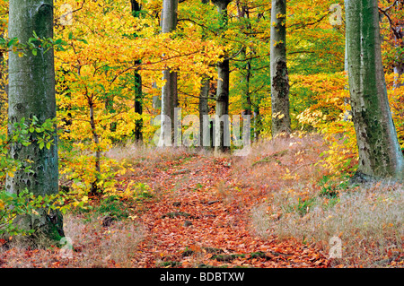 Deutschland, Odenwald: Autmn Wald an den Katzenbuckel Stockfoto