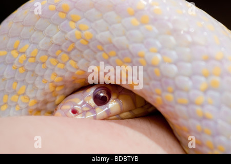 Eine Gefangenschaft Albino König Schlange (Lampropeltis Getula) aus einer privaten Sammlung in Santa Barbara, Kalifornien Stockfoto