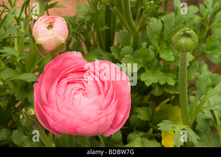 Ranunkel rosa sp Ranuncolo, Ranuncolaceae Stockfoto