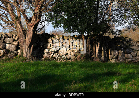 Steinmauer und Bäume Irland Stockfoto