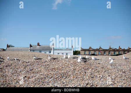 Möwen am Strand von Aldeburgh, Suffolk UK. Stockfoto