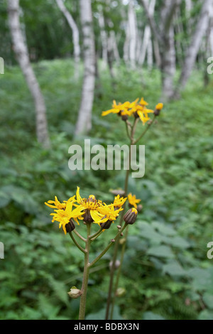 Ligularia Dentata oder Sommer Kreuzkraut wächst in Hülle und Fülle in den Wäldern von Togakushi, Japan Stockfoto