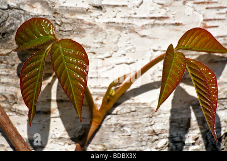 Frische Frühlingsluft Wachstum von Poison Ivy (Toxicodendron Radicans) klettern auf einen japanischen weiße Birke Baum im Togakushi Wald, Japan Stockfoto