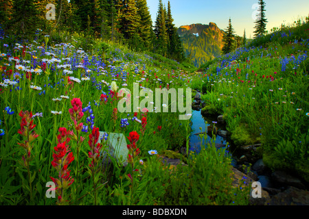 Wildblumen entlang eines Baches entlang Naches Peak Trail in Mount Rainier Nationalpark Stockfoto