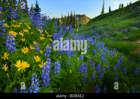Lupinen und Sonnenblumen entlang Naches Peak Trail in Mount Rainier Nationalpark Stockfoto