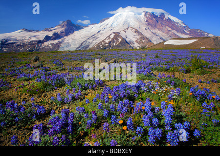 Teppich von Lupinen auf 1. Burroughs Berg in Mount Rainier Nationalpark im westlichen Washington, USA Stockfoto