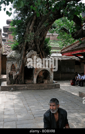 Bodhi Bo Feigenbaum wächst auf einem Stupa Schrein hinduistischen heiligen buddhistischen Heiligen Hanuman Dhoka Durbar Square Kathmandu Nepal vor Ort Stockfoto