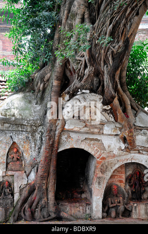 Bodhi Bo Feigenbaum wächst auf einem Stupa Schrein hinduistischen heiligen buddhistischen Heiligen Hanuman Dhoka Durbar Square Kathmandu Nepal vor Ort Stockfoto