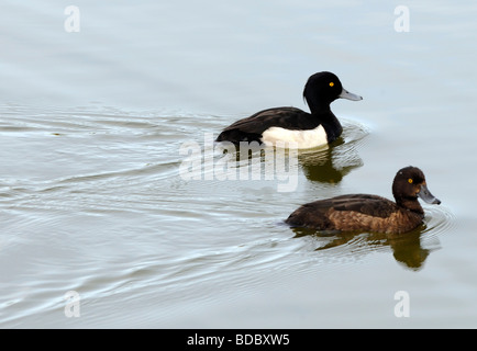 Ein paar Tufted Ducks (Aythya Fuligula) schwimmen. Stockfoto