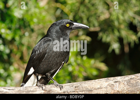 Australischer gewebeter Currawong, Strepera graculina. Diese Vögel sind gefräßige Nesträuber und werden in ganz Ostaustralien gefunden. Coffs Harbor, NSW Stockfoto
