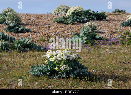 Meerkohl (Crambe Maritima) in Blumen wachsen auf einem Kiesstrand. Stockfoto