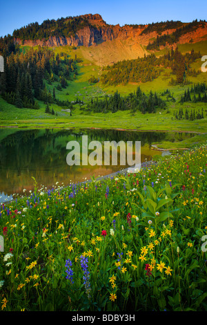 Sommer-Wildblumen am Tipsoo See in Mount Rainier Nationalpark Stockfoto