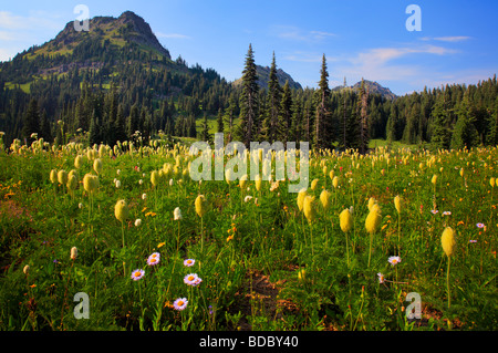 Küchenschellen (Western Anemonen) am Tipsoo See in Mount Rainier Nationalpark Stockfoto