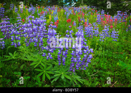 Wildblumen entlang des Sunrise-Rim trail im Bereich Sunrise von Mount Rainier Nationalpark im westlichen Bundesstaat Washington in den USA Stockfoto