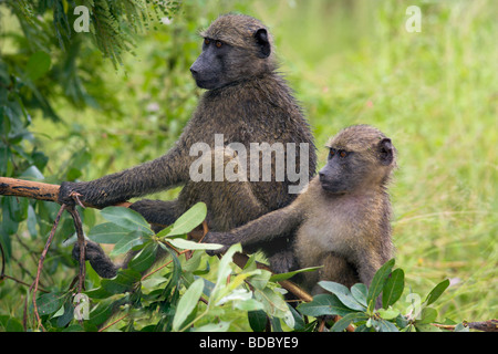 Junge Chacma Paviane Papio Cynocephalus Ursinus spielen im Baum Kruger National Park Mpumalanga Südafrika Stockfoto